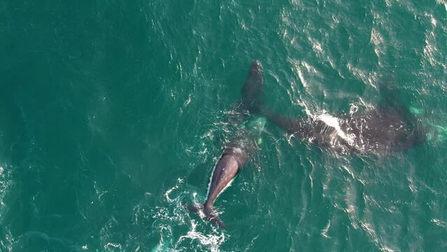 Aerial view of a southern right whale with its calf playing in the water. the calf spins around playing, in the waters of puerto madryn, argentina. 