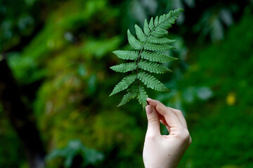 Woman's hand holding small green fern leaf against green forest background. Concept of sustainable development, ecology - obrazy, fototapety, plakaty