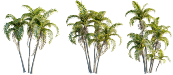 Bactris gasipaes 8k png