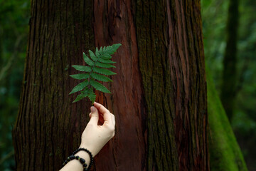 Woman's hand holding small green fern leaf against forest background. Concept of sustainable...