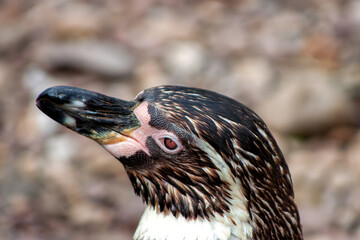 Humboldt Penguin (Spheniscus humboldti) in Peru