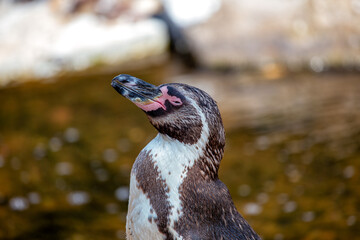 Humboldt Penguin (Spheniscus humboldti) in Peru