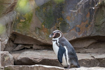 Humboldt Penguin (Spheniscus humboldti) in Peru