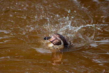 Obraz premium Humboldt Penguin (Spheniscus humboldti) in Peru