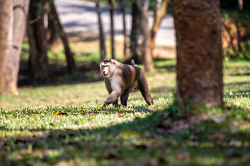 Pig-tailed Macaque (Macaca leonina) in Bangkok