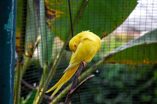 Indian Ringneck Parakeet (Psittacula krameri) in India