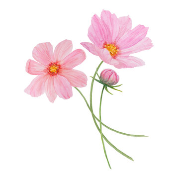 recommend clip art: Pink Cosmos watercolor illustration. Hand drawn botanical painting, floral sketch. Colorful flower clipart for summer or autumn design of wedding invitation, print, greeting, sublimation, textile