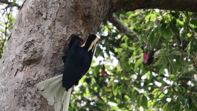 A male wreathed hornbill (Rhyticeros undulatus) feeding ripe banyan fruit to the young in the nest at Khao Yai National Park, Thailand.