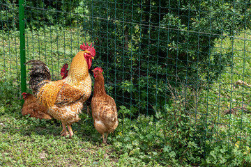 Golden rooster and hen or chicken on the farm talking