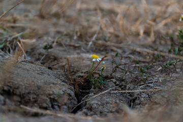 flowers in the grass