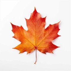 A maple leaf on white background