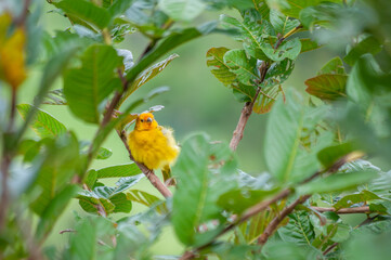 Yellow canary posing for a photo