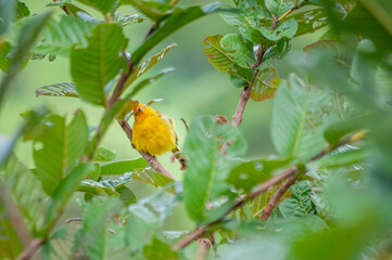 Yellow canary posing for a photo