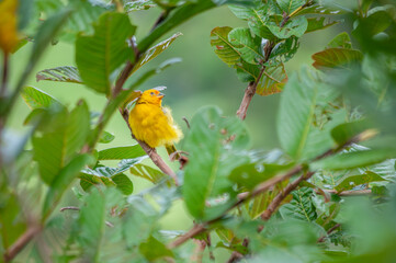 Yellow canary posing for a photo