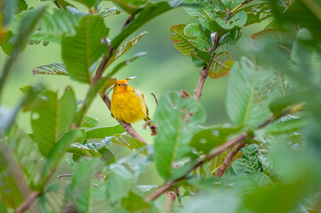 Yellow canary posing for a photo