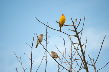 Yellow canary couple
