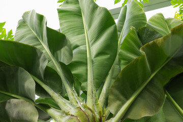 Beautiful banana tree with lush leaves growing in greenhouse, bottom view