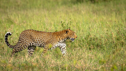 Female leopard ( Panthera Pardus) searching for prey, Olare Motorogi Conservancy, Kenya.