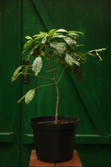 Potted coffee tree on wooden stand in greenhouse