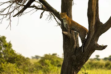 Plexiglas foto achterwand Female leopard ( Panthera Pardus) in a tree searching for prey, Olare Motorogi Conservancy, Kenya. © Gunter