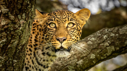Head of a female leopard ( Panthera Pardus) in a tree searching for prey, Olare Motorogi Conservancy, Kenya.