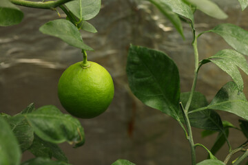 Lime tree with ripe fruit in greenhouse
