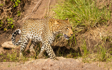 Female leopard ( Panthera Pardus) wondering around, Olare Motorogi Conservancy, Kenya.