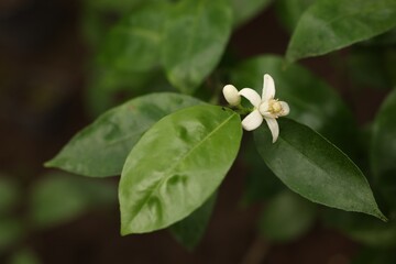 Blossoming tangerine tree in greenhouse, closeup view