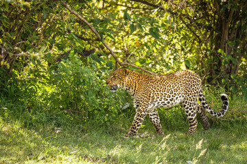 Female leopard ( Panthera Pardus) wondering around, Olare Motorogi Conservancy, Kenya.