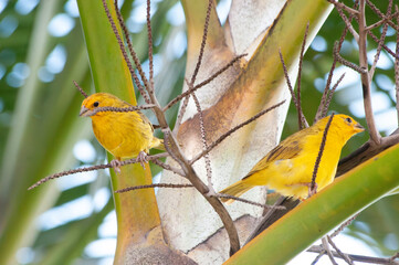 Yellow canarys couple