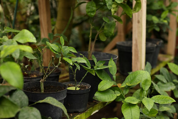 Many different beautiful potted plants in greenhouse