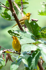 Yellow canary couple