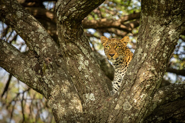 Head of a female leopard ( Panthera Pardus) in a tree searching for prey, Olare Motorogi Conservancy, Kenya.