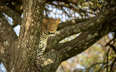 Head of a female leopard ( Panthera Pardus) in a tree searching for prey, Olare Motorogi Conservancy, Kenya.