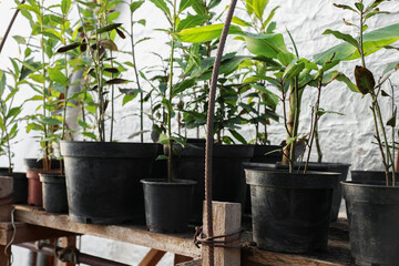 Many different beautiful potted plants in greenhouse