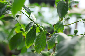 Unripe coffee fruits on tree in greenhouse, closeup