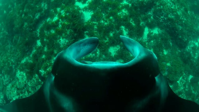 A study prepared for seals that are in danger of extinction. 4k video.
