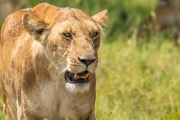 Fototapeta premium Lioness ( Panthera Leo Leo) walking by, Olare Motorogi Conservancy, Kenya.