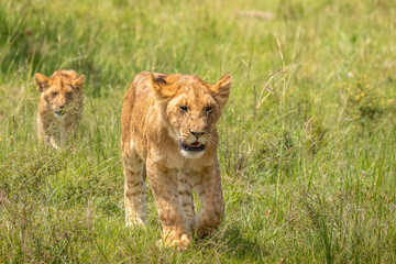 Lion cubs ( Panthera Leo Leo) walking and keeping up the pride, Olare Motorogi Conservancy, Kenya.