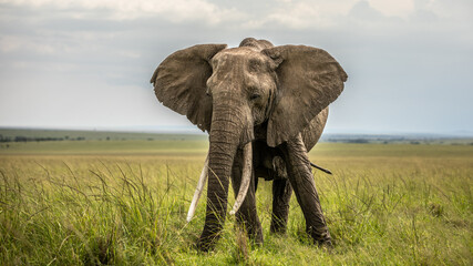 Fototapeta na wymiar Elephant ( Loxodonta Africana) with big tusks, Olare Motorogi Conservancy, Kenya.