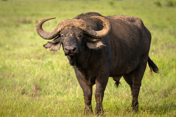 Naklejka premium Portrait of a male cape buffalo ( Syncerus caffer), Olare Motorogi Conservancy, Kenya.
