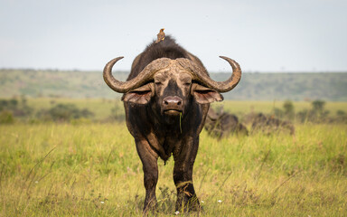 Portrait of a male cape buffalo ( Syncerus caffer), Olare Motorogi Conservancy, Kenya.
