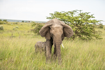 Fototapeta premium Elephant ( Loxodonta Africana) mother with calf, Olare Motorogi Conservancy, Kenya.