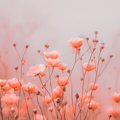 poppy flowers in the field, minimalistic background, peach fuzz pantone