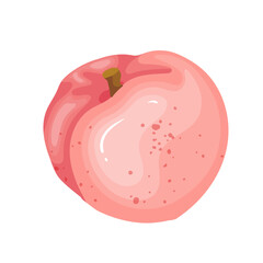 Juicy, ripe peach fruit. Vector graphics.