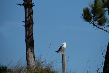 Gaviota en las Islas Cíes.