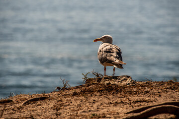 Gaviota en las Islas Cíes.