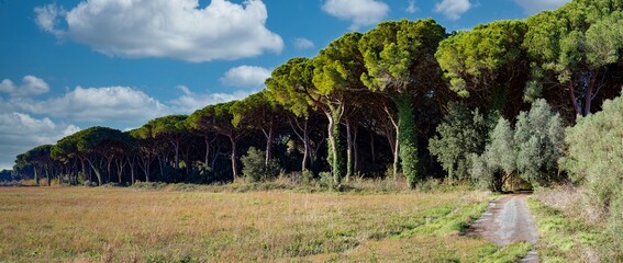 Panoramic image of the pine forest of maritime pines that runs along the coast of Marina di Castagneto Carducci Tuscany Italy