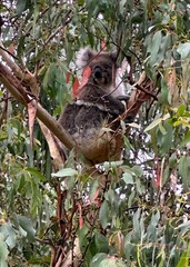 Fototapeta premium A koala bear sitting in a eucalyptus tree in the Tower Hill Wildlife Preserve in Australia