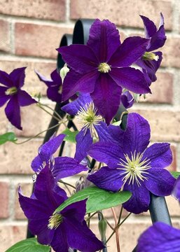 Dark purple clematis, variety Jackmanii, vining and blooming on a black trellis